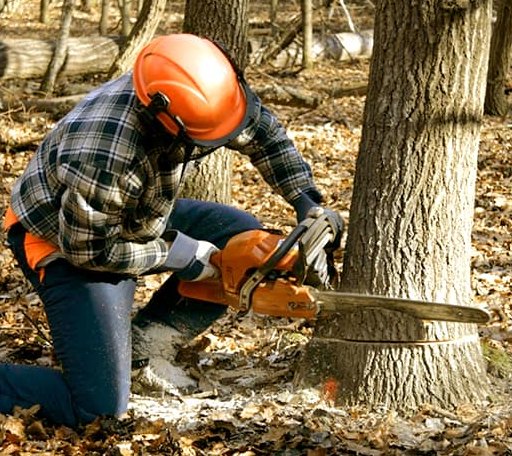 Tree Removal in Buda, IL
